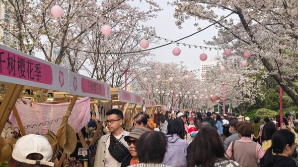 苏州河上坐船赏樱、听一场水岸联动春日音乐会，中外游客都来了